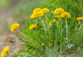 To prawdziwe "złoto maja". Lista jego właściwości jest długa