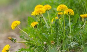 To prawdziwe "złoto maja". Lista jego właściwości jest długa