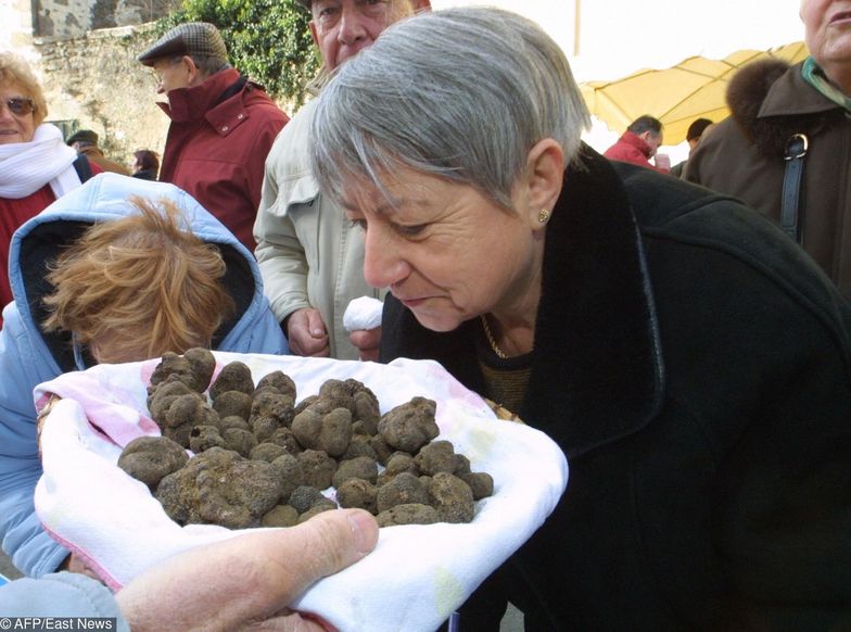 Każdy pies, który ma dobry nos, może szukać trufli.