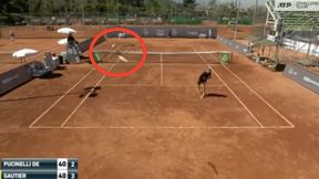 Mało znany tenisista w ciągu jednego dnia stał się światową gwiazdą. Dzięki temu nagraniu (WIDEO)