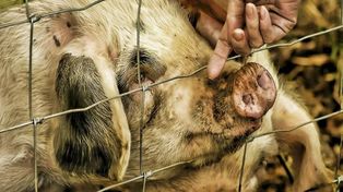 Lubelskie: Potwierdzono czwarte ognisko ASF
