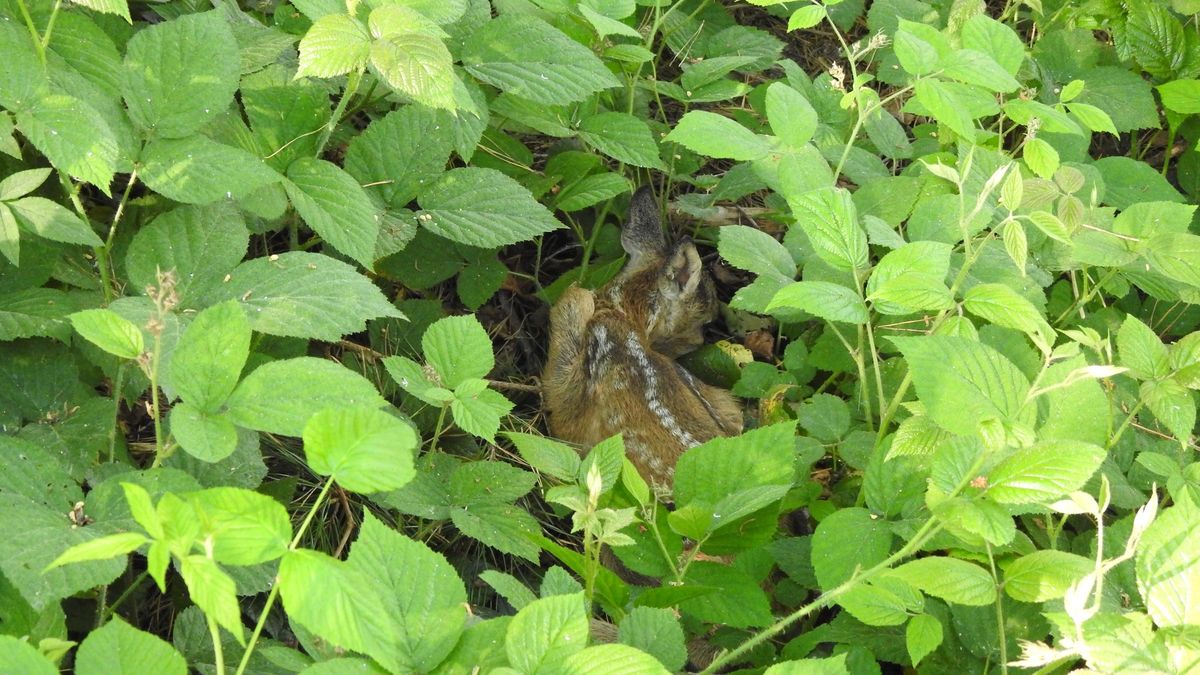 Mała sarenka w lesie i gęstwinie może wyglądać na porzuconą, ale najpewniej tak nie jest 