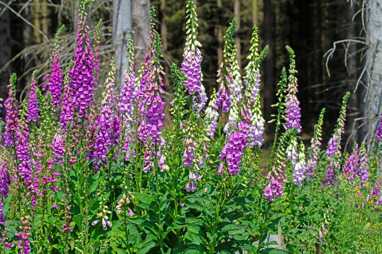 Naparstnica purpurowa - pielęgnacja, wymagania, uprawa i odmiany