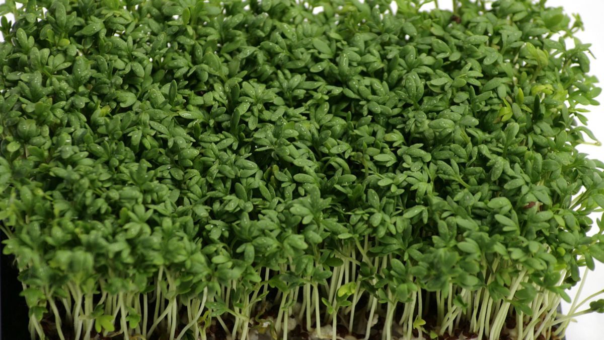 Kiedy posiać rzeżuchę? 