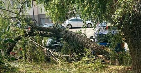 Konar spadł na auta zaparkowane pod drzewem. Uszkodzonych 5 samochodów