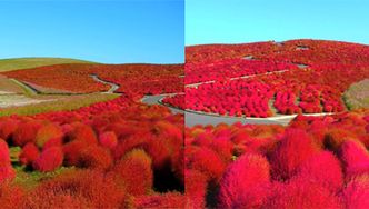 Tak wygląda jesień w Japonii!