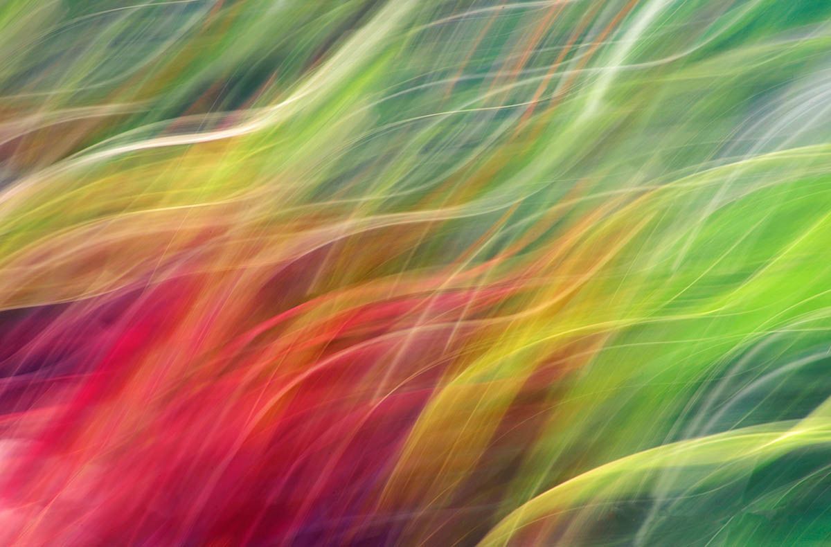 Polskie ogrody wyróżnione w konkursie fotografów botanicznych 3