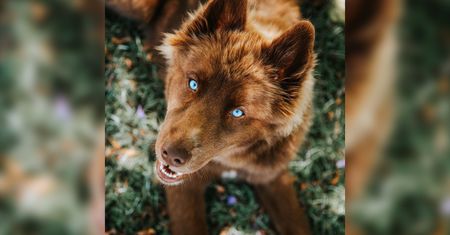 Rzadki brązowy husky robi furorę w internecie. Nie da się go nie lubić