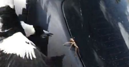 Australijski pająk porwany przez ptaka