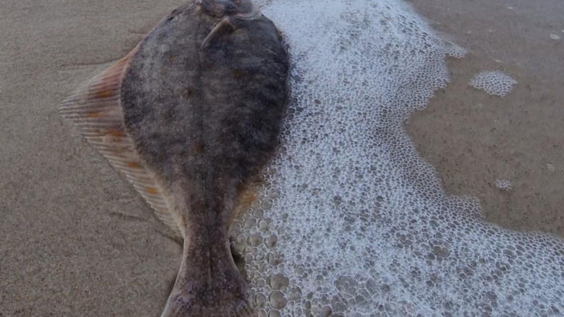 Zaskakujący okaz ryby na polskiej plaży.