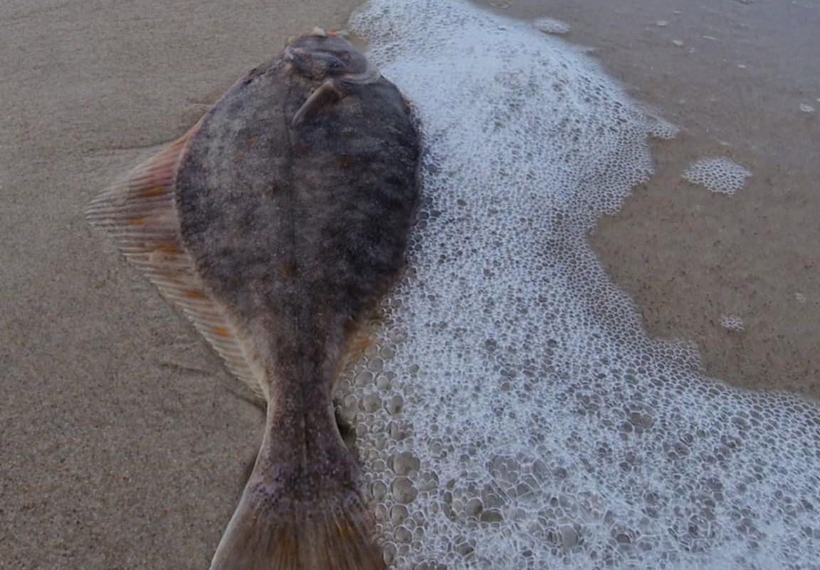 Fale Bałtyku wyrzuciły ją na plażę rezerwatu. "Bardzo rzadki" widok