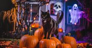 Dlaczego czarne koty kojarzą się z Halloween? Fakty i mity