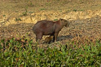 We wrocławskim zoo przyszły na świat dwie kapibary. Szaleją na wybiegu i chętnie pozują do kamery