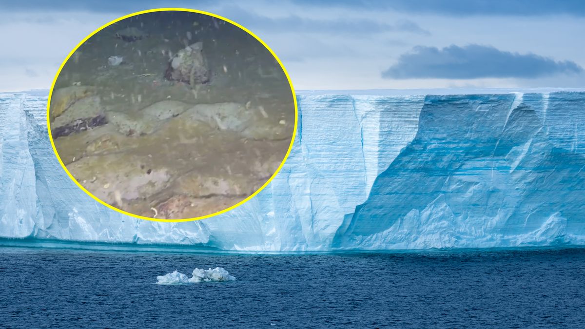 Na dnie morza znaleziono gniazda nasienne ryb 