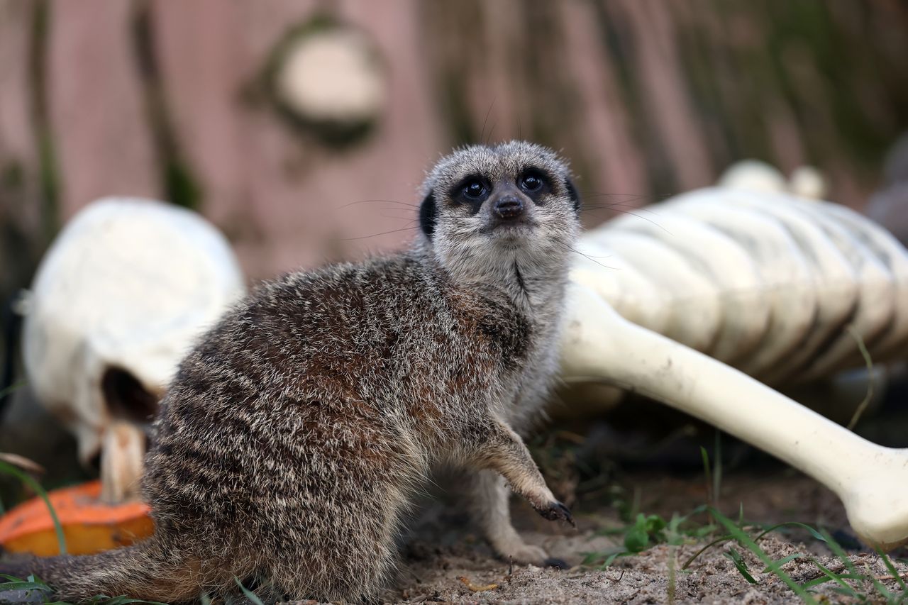 "Masz exa"? Orientarium ZOO Łódź oferuje nietypową formę terapii