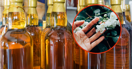 Zbierz wczesnym rankiem i zalej alkoholem. To przepis na zdrową wątrobę i niski cholesterol