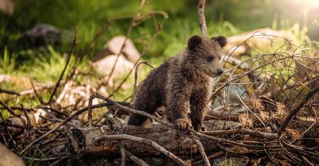 Przerażające zdjęcia z Tatr. Kilka sekund i zachwyt zastąpiła groza