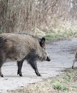 Makabra w Konstantynowie Łódzkim. Martwy dzik przy śmietniku