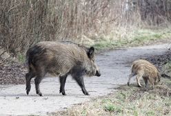 Makabra w Konstantynowie Łódzkim. Martwy dzik przy śmietniku
