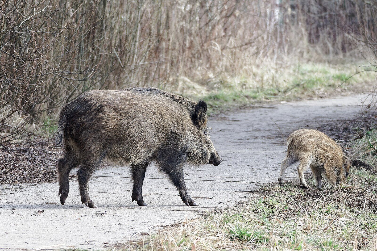 wiadomości,aktualności,WP Wiadomości Makabra w Konstantynowie Łódzkim. Martwy dzik przy śmietniku
