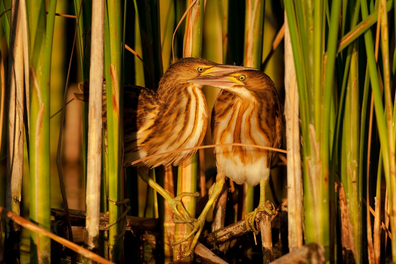 Kategoria Natura pojawiła się po raz pierwszy w Konkursie Fotograficznym Empiku. Zwycięskie zdjęcie pod tytułem "Teatrzyk dwóch bączków" wykonał Maciej Lelonkiewicz.