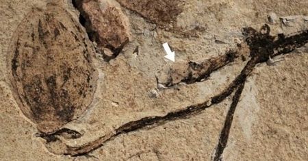 Archeolodzy znaleźli to w skamielinie. Klucz do "odrażającej" zagadki Darwina?