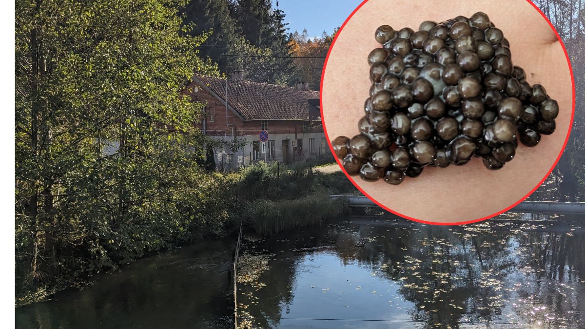 Rzeka Łyna zasilająca zbiorniki w gospodarstwie we wsi Ruś