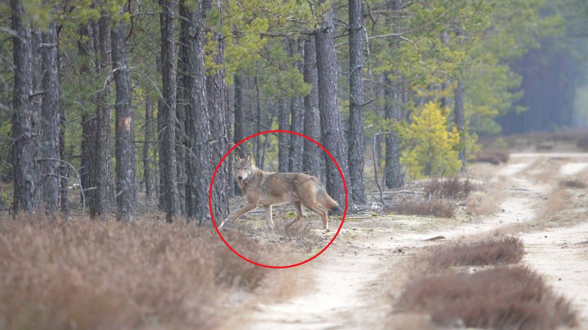 Gmina ostrzega. "Prosimy o zachowanie szczególnej ostrożności"