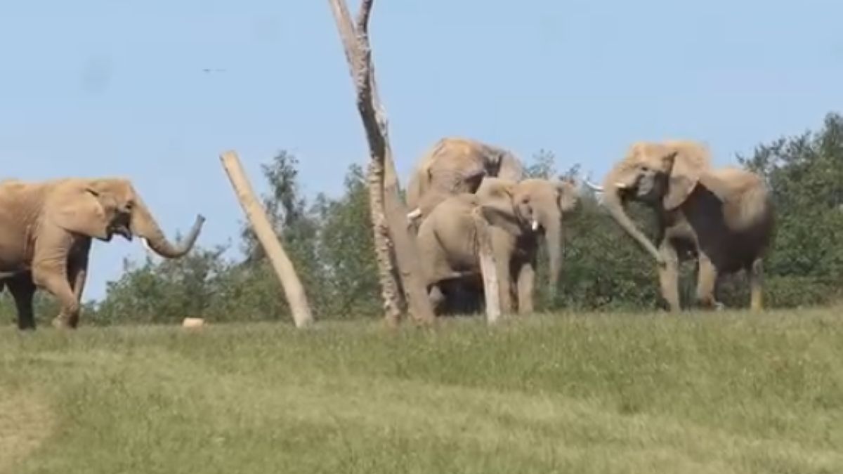 Słonie w zoo w Zlin w Czechach