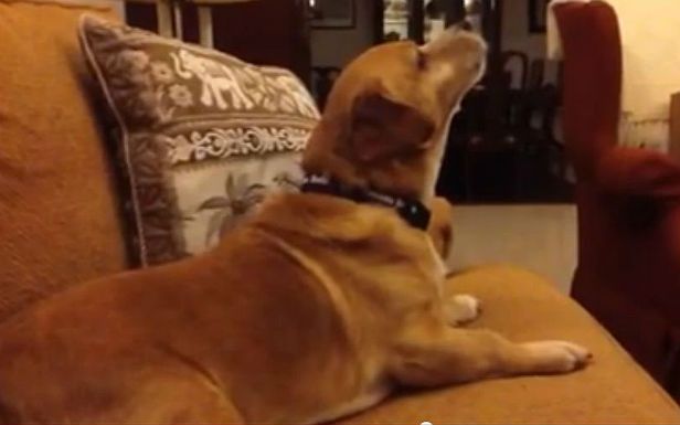 WTF dnia: Pies, który uwielbia "Star Treka" [wideo]
