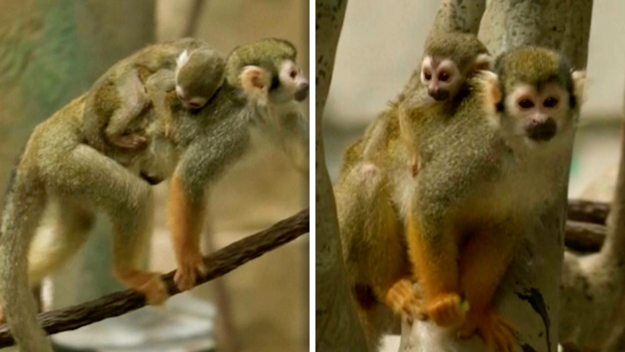 Małpki wiewiórcze debiutują w zoo. Maluch rozbraja słodkością