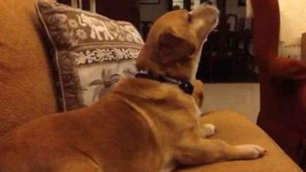 WTF dnia: Pies, który uwielbia "Star Treka" [wideo] 1