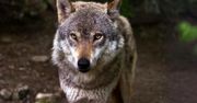 Wilki wróciły do podwarszawskich lasów. Eksperci uspokajają