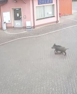 Dzik wpadł na stację paliw. Postanowił odwiedzić toaletę