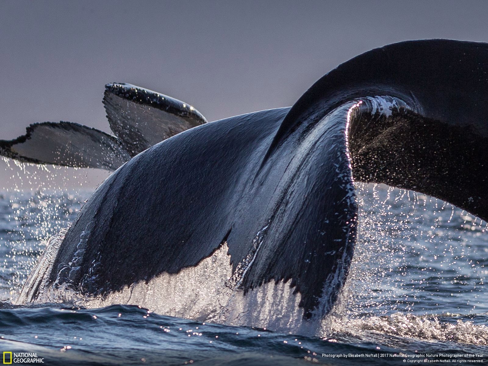 Poznaj najnowsze zgłoszone zdjęcia w konkursie Nat Geo Nature Photographer of the Year 2017 6