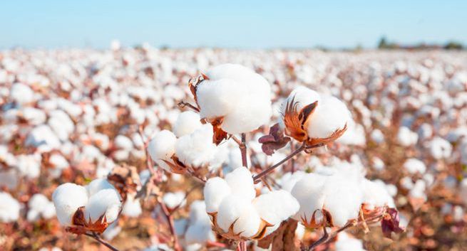 Niemiecka fabryka Volkswagena w Chinach pośród obozów internowania Ujgurów. Czy to etyczne?