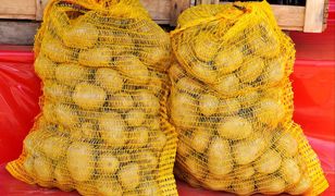 Niemcy wysłali ziemniaki do Polski. Zarobili ponad 130 mln zł