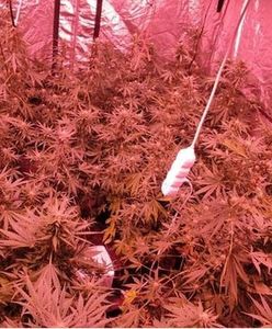 Piekary Śląskie. Wynajął dom, zorganizował uprawę konopi indyjskich