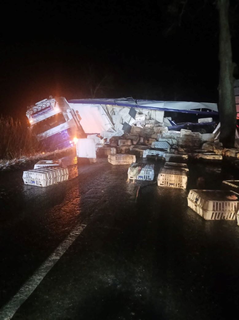 Drób na drodze, kury wypadły z rozbitej ciężarówki.