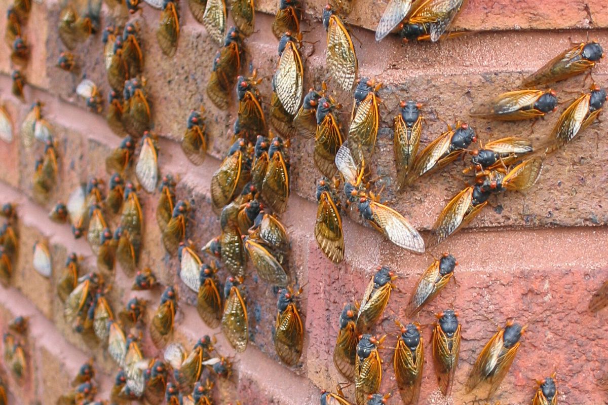 Cicada invasion in the USA.