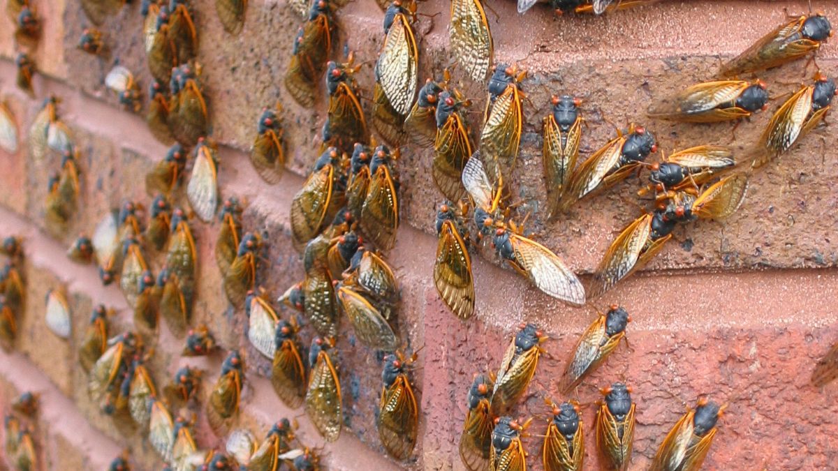 Inwazja cykad w USA.