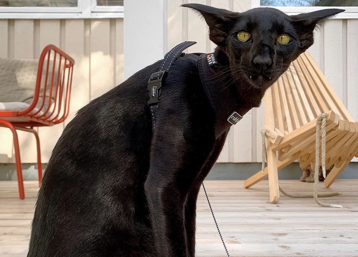 Toivo, the cat who looks like a hybrid of a bat and a panther.