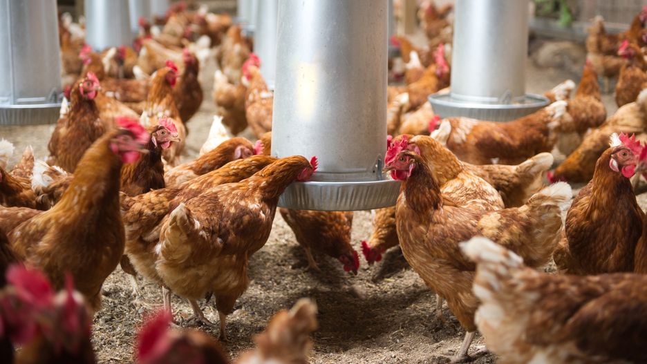 Polscy producenci drobiu obawiają się importu z Brazyli