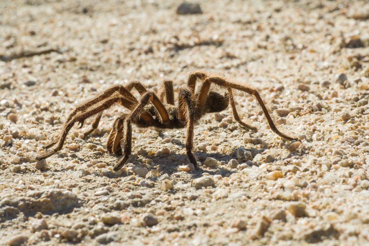 Tarantule w Dolinie Śmierci występują bardzo licznie
