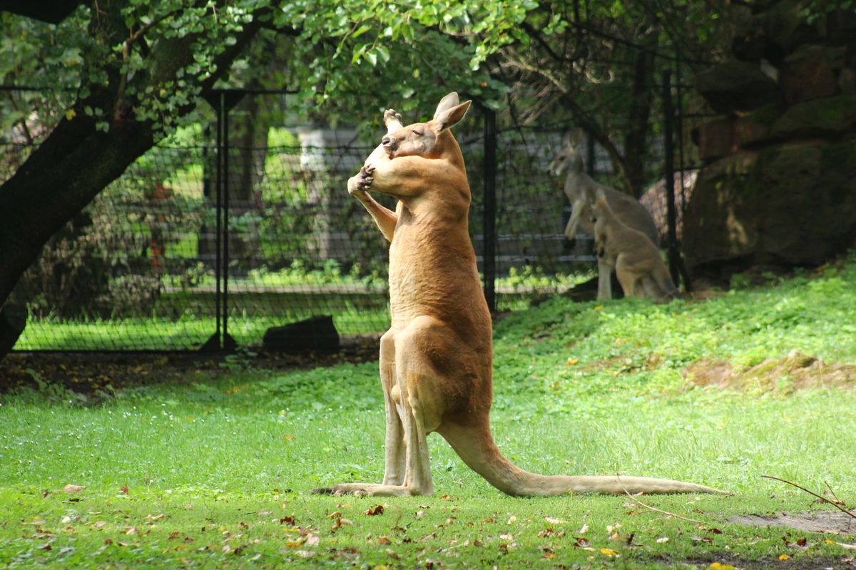 Warszawskie ZOO. Kangur przyłapany przez fotografa