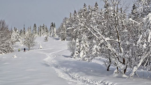 śnieg