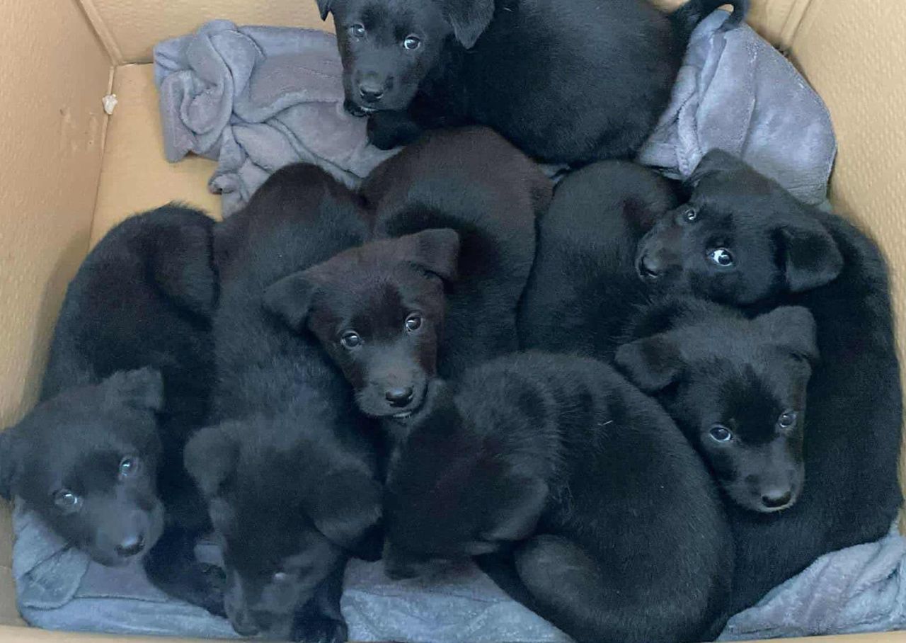 Porzucono je w święta. "Siedem maleńkich istnień do ocalenia"