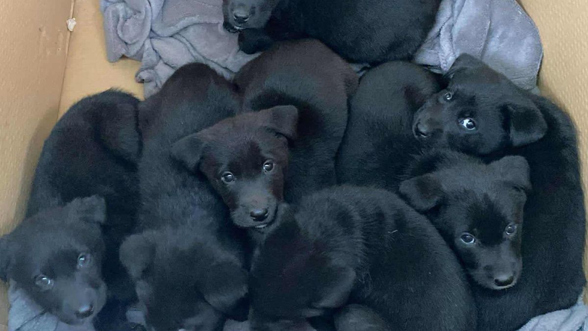 Porzucono je w święta. "Siedem maleńkich istnień do ocalenia"