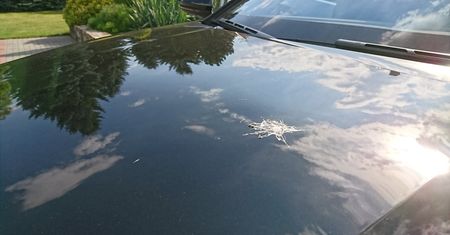 Ptasie odchody i insekty. Przez nie możesz stracić tysiące