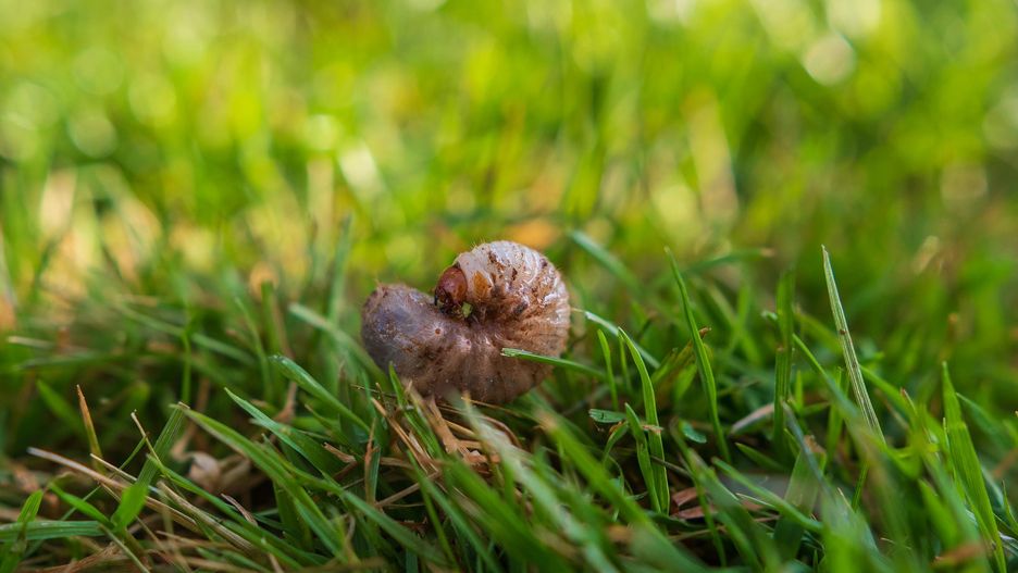Pędraki to typ larw chrząszczy, żerujących często na korzeniach roślin